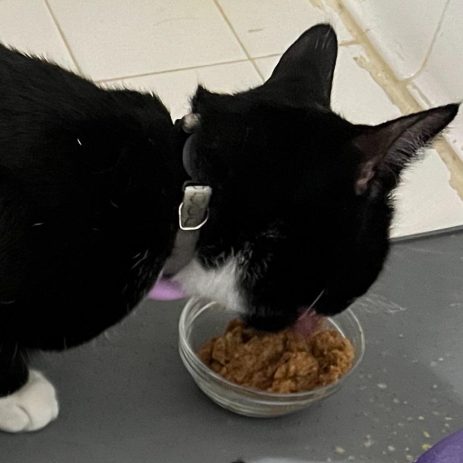 Gato comiendo con comedero automático