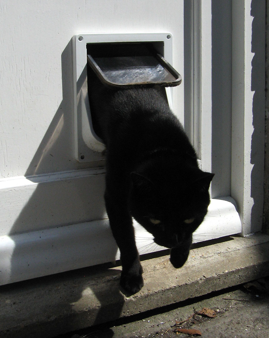 Gato saliendo por gatera SureFlap