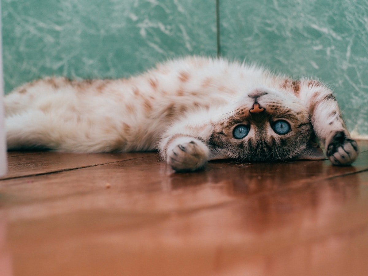 PETKIT YUMSHARE SOLO comedero con cámara análisis